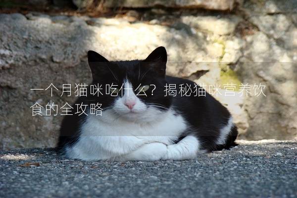 一個月貓咪吃什么？揭秘貓咪營養飲食的全攻略