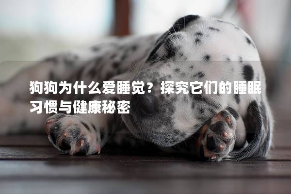 狗狗為什么愛睡覺？探究它們的睡眠習慣與健康秘密