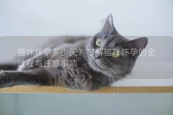 貓咪懷孕多少天？了解貓咪懷孕的全過(guò)程與注意事項(xiàng)