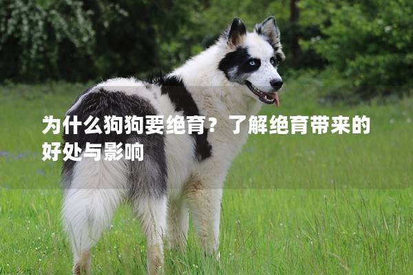 為什么狗狗要絕育?了解絕育帶來的好處與影響 為什么狗狗要絕育?了解絕育帶來的好處與影響