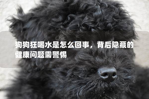 狗狗狂喝水是怎么回事，背后隱藏的健康問(wèn)題需警惕