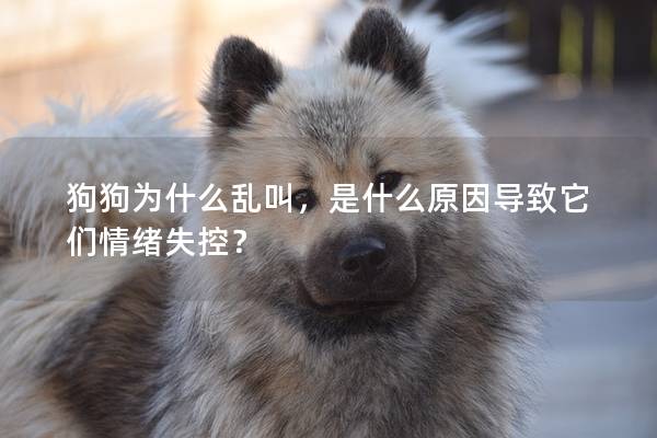 狗狗為什么亂叫，是什么原因導致它們情緒失控？