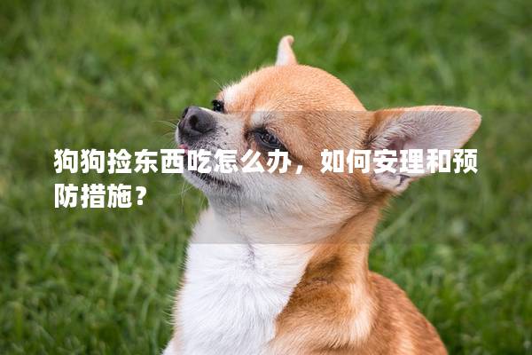 狗狗撿東西吃怎么辦，如何安理和預防措施？