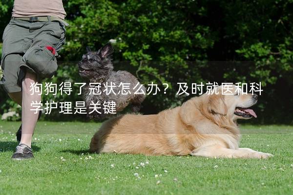 狗狗得了冠狀怎么辦？及時就醫和科學護理是關鍵
