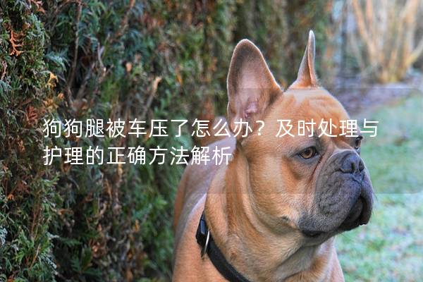 狗狗腿被車壓了怎么辦？及時處理與護理的正確方法解析