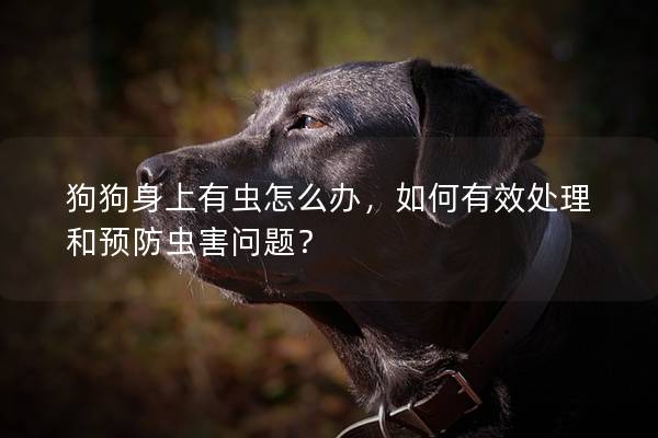 狗狗身上有蟲怎么辦，如何有效處理和預防蟲害問題？