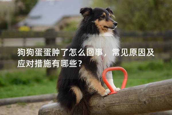 狗狗蛋蛋腫了怎么回事，常見(jiàn)原因及應(yīng)對(duì)措施有哪些？