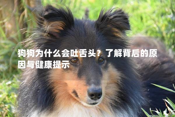 狗狗為什么會吐舌頭？了解背后的原因與健康提示
