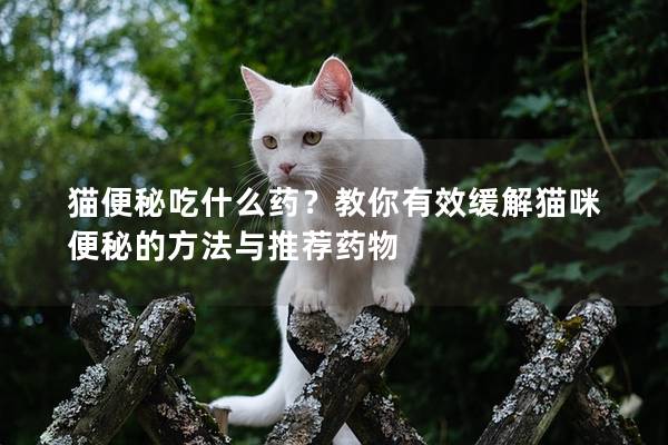 貓便秘吃什么藥?教你有效緩解貓咪便秘的方法與推薦藥物 貓便秘吃什么藥?教你有效緩解貓咪便秘的方法與推薦藥物