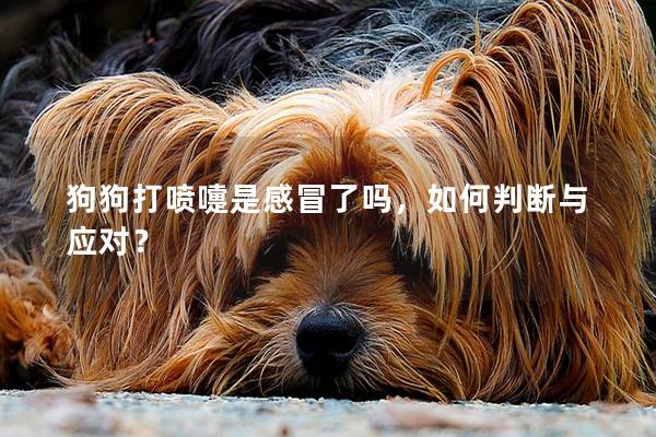 狗狗打噴嚏是感冒了嗎，如何判斷與應(yīng)對(duì)？