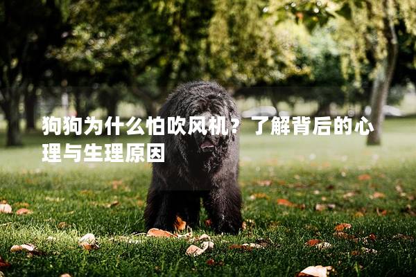 狗狗為什么怕吹風機？了解背后的心理與生理原因