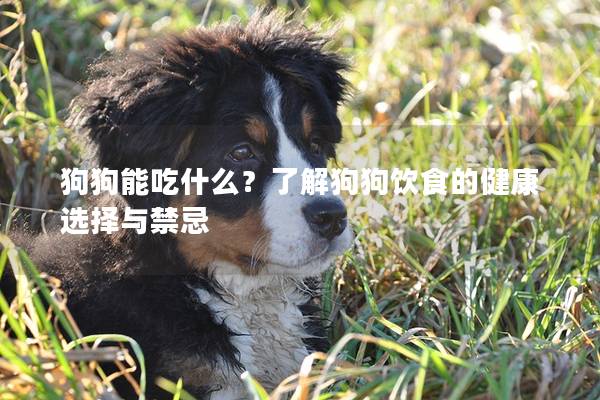 狗狗能吃什么?了解狗狗飲食的健康選擇與禁忌 狗狗能吃什么?了解狗狗飲食的健康選擇與禁忌