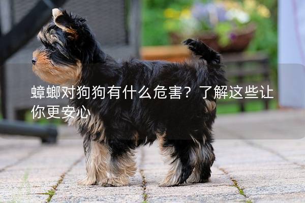 蟑螂對狗狗有什么危害？了解這些讓你更安心