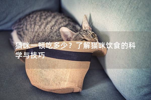 貓咪一頓吃多少？了解貓咪飲食的科學與技巧