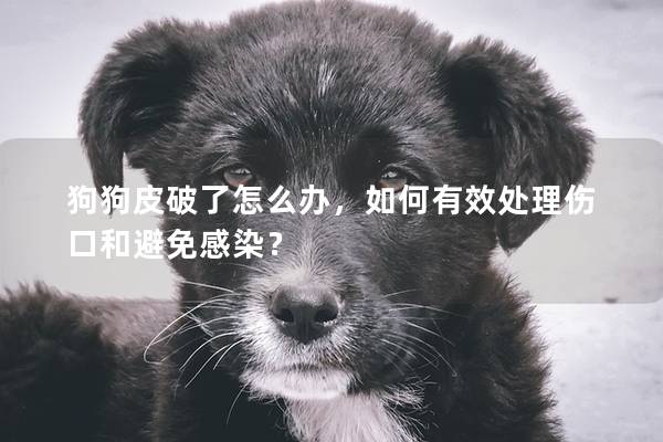 狗狗皮破了怎么辦，如何有效處理傷口和避免感染？