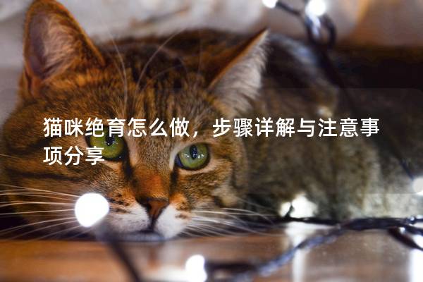 貓咪絕育怎么做，步驟詳解與注意事項(xiàng)分享