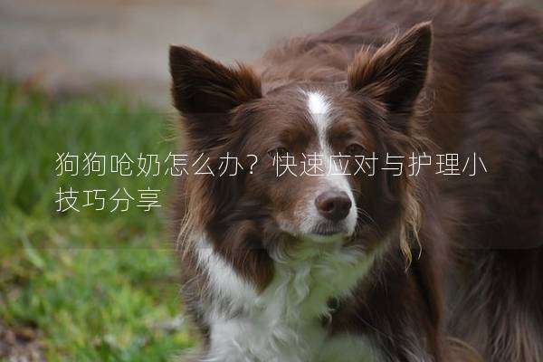 狗狗嗆奶怎么辦？快速應對與護理小技巧分享
