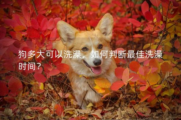 狗多大可以洗澡，如何判斷最佳洗澡時間？
