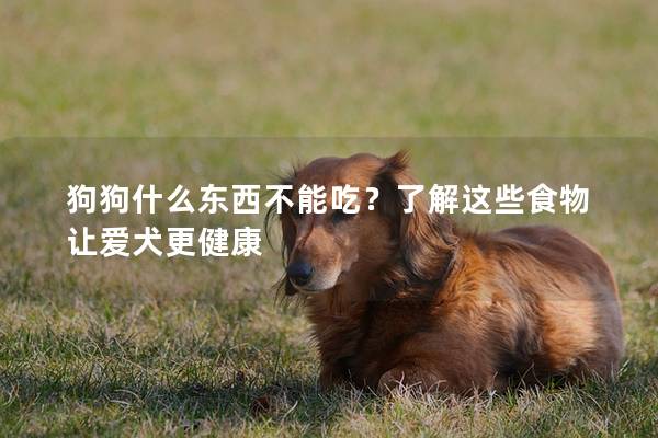 狗狗什么東西不能吃？了解這些食物讓愛犬更健康