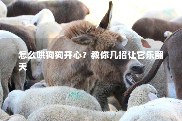 怎么哄狗狗開(kāi)心？教你幾招讓它樂(lè)翻天