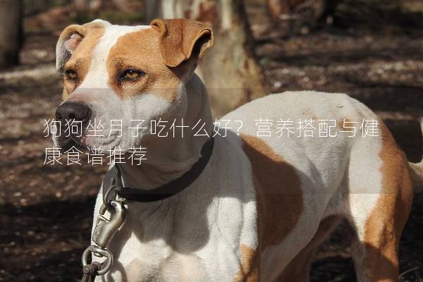 狗狗坐月子吃什么好?營養搭配與健康食譜推薦 狗狗坐月子吃什么好?營養搭配與健康食譜推薦