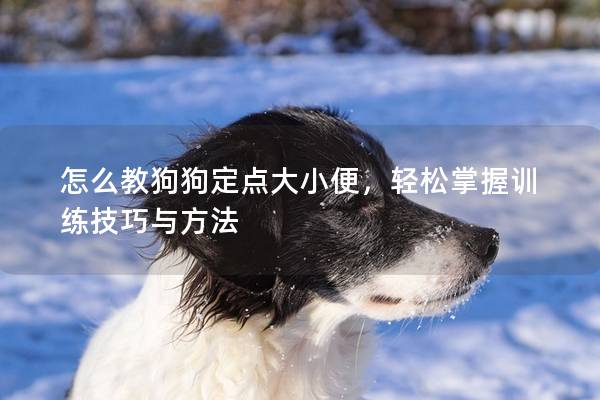 怎么教狗狗定點大小便，輕松掌握訓練技巧與方法