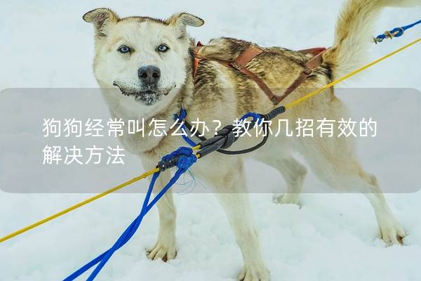 狗狗經常叫怎么辦？教你幾招有效的解決方法
