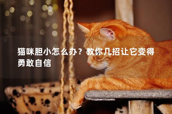 貓咪膽小怎么辦？教你幾招讓它變得勇敢自信