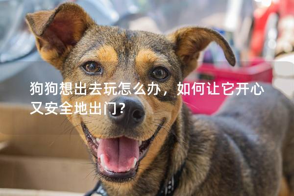 狗狗想出去玩怎么辦，如何讓它開心又安全地出門？
