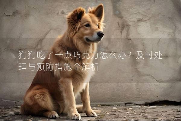 狗狗吃了一點巧克力怎么辦？及時處理與預(yù)防措施全解析