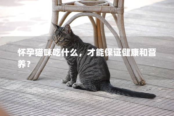 懷孕貓咪吃什么，才能保證健康和營養？