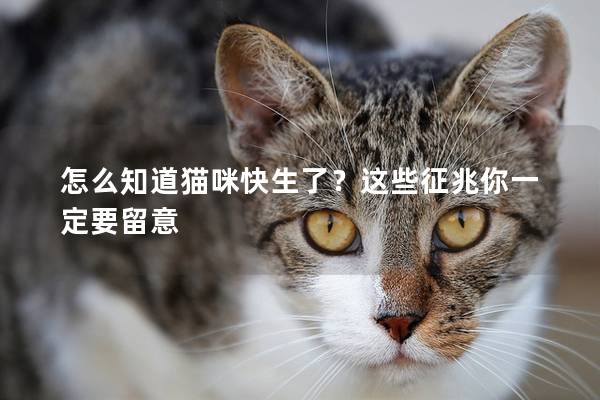 怎么知道貓咪快生了？這些征兆你一定要留意