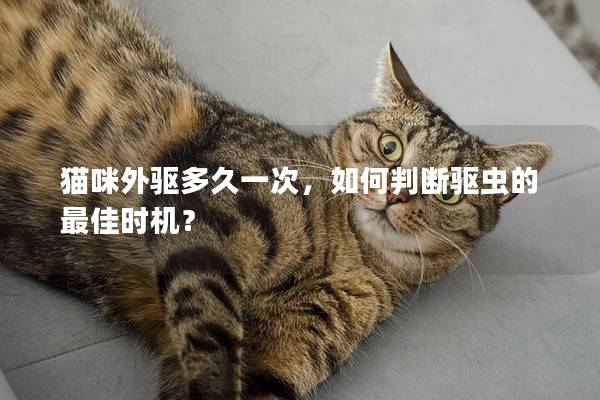 貓咪外驅多久一次，如何判斷驅蟲的最佳時機？