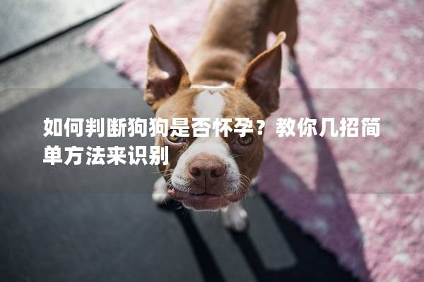 如何判斷狗狗是否懷孕？教你幾招簡(jiǎn)單方法來(lái)識(shí)別
