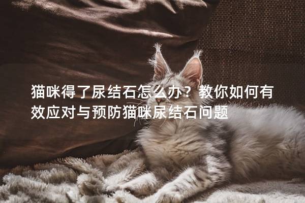 貓咪得了尿結石怎么辦？教你如何有效應對與預防貓咪尿結石問題