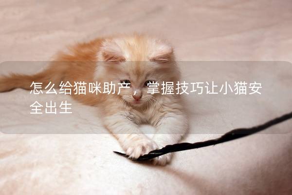 怎么給貓咪助產，掌握技巧讓小貓安全出生