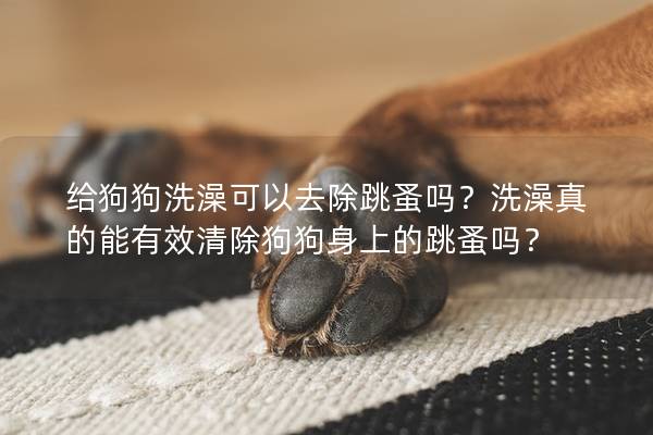 給狗狗洗澡可以去除跳蚤嗎？洗澡真的能有效清除狗狗身上的跳蚤嗎？