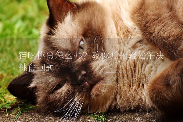 貓咪挑食怎么辦？教你幾招輕松解決挑食問題