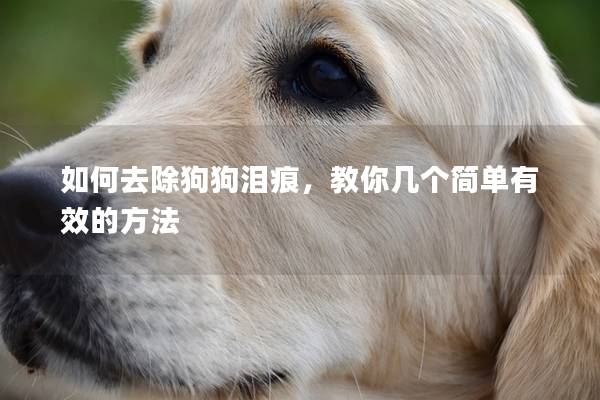 如何去除狗狗淚痕，教你幾個簡單有效的方法