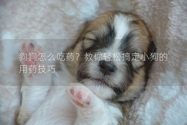 狗狗怎么吃藥?教你輕松搞定小狗的用藥技巧 狗狗怎么吃藥?教你輕松搞定小狗的用藥技巧