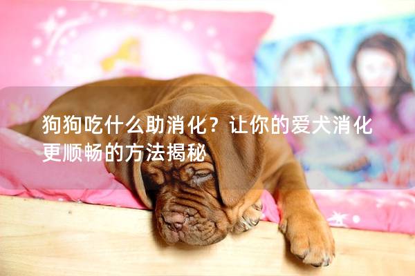 狗狗吃什么助消化？讓你的愛(ài)犬消化更順暢的方法揭秘