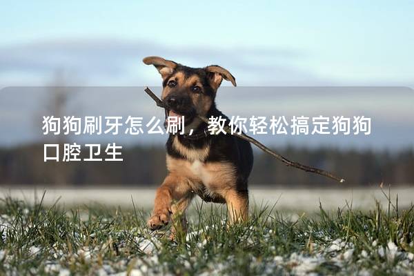 狗狗刷牙怎么刷，教你輕松搞定狗狗口腔衛(wèi)生