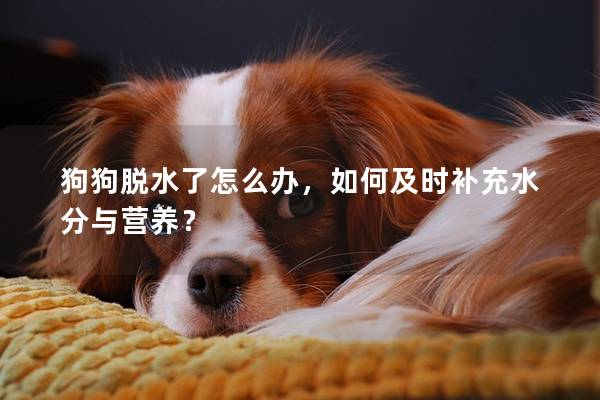 狗狗脫水了怎么辦，如何及時補充水分與營養？
