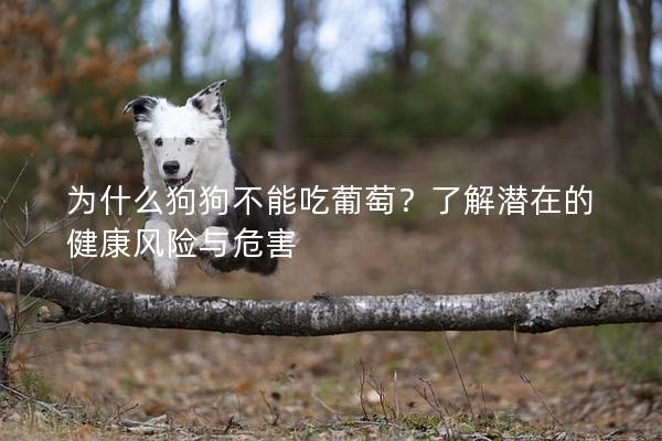 為什么狗狗不能吃葡萄？了解潛在的健康風(fēng)險(xiǎn)與危害