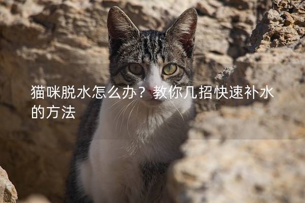 貓咪脫水怎么辦？教你幾招快速補水的方法