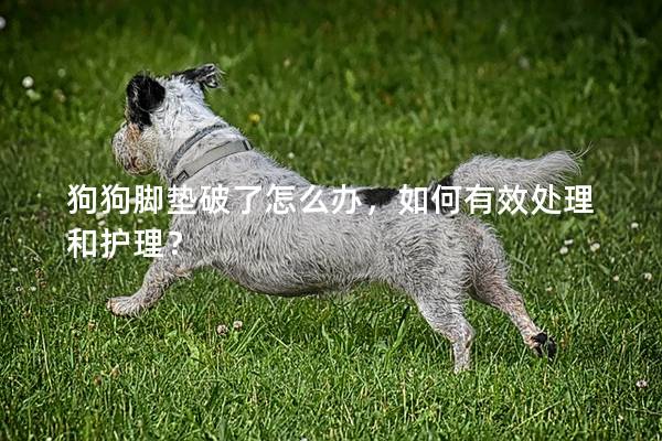 狗狗腳墊破了怎么辦，如何有效處理和護(hù)理？