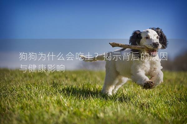 狗狗為什么會吃土？揭示背后的原因與健康影響