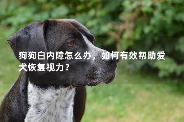 狗狗白內(nèi)障怎么辦，如何有效幫助愛犬恢復(fù)視力？