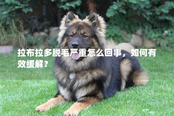 拉布拉多脫毛嚴重怎么回事，如何有效緩解？