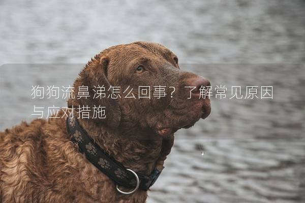 狗狗流鼻涕怎么回事？了解常見原因與應對措施